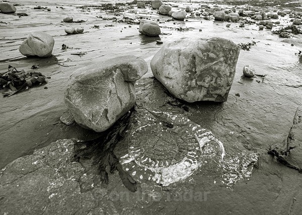  - Scattered Black and Whites