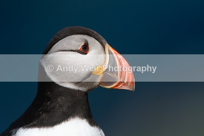 20120531-_MG_9780 - Puffin
