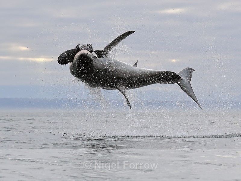 Great White Shark breach (frame 9), Mossel Bay, South Africa - Breaching Great White Shark