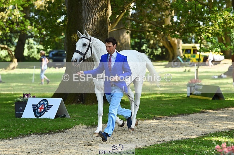 230524-163114-00920 - 163-UVERA_Z-Harry_Meade-WEDTrotUp+DR