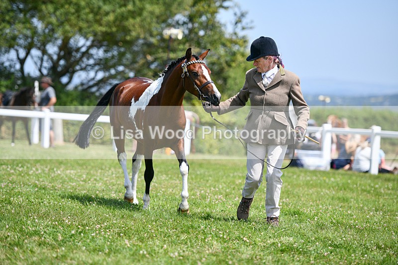 DSC_7402 - Class 62: Coloured Pony Youngstock