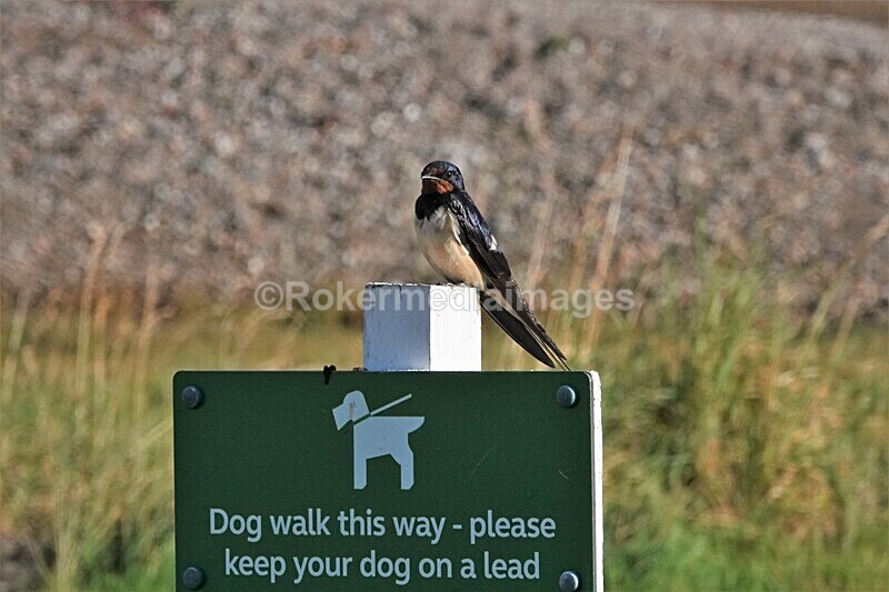 DSC07818 - SEPT 2020 STAYCATION