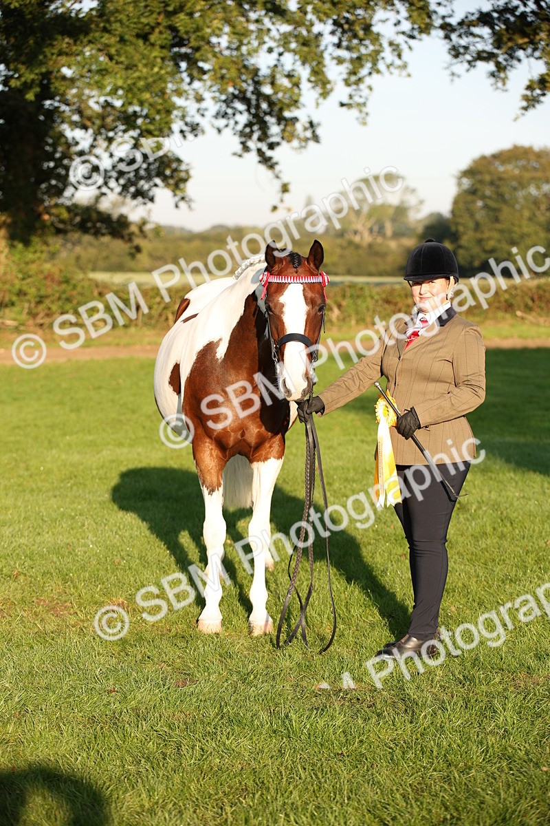 SBM_56928 - S49 - Riding Horse & Hack & Thoroughbred In Hand
