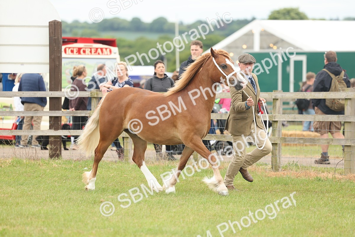 SBM_05006 - Class 50-57 - M&M Welsh Pony In Hand