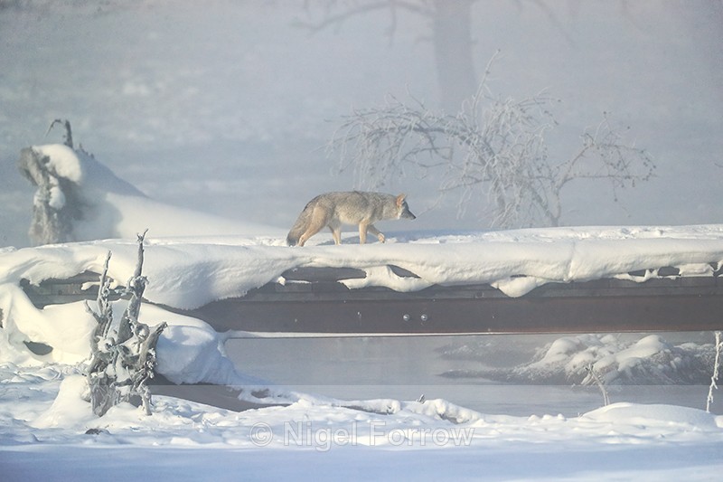 Coyote crosses bridge in mist, Yellowstone, Wyoming - Coyote