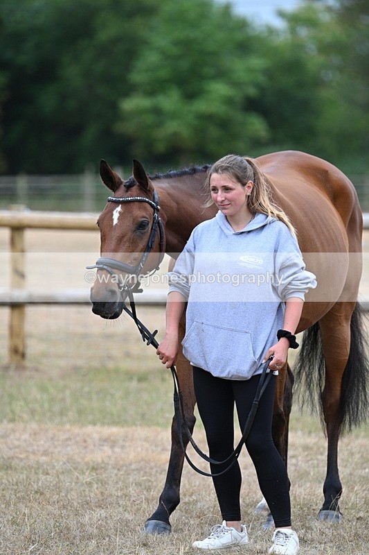 WJ7_9849 - Class 5a Most Handsome Gelding (above 14.2hh)