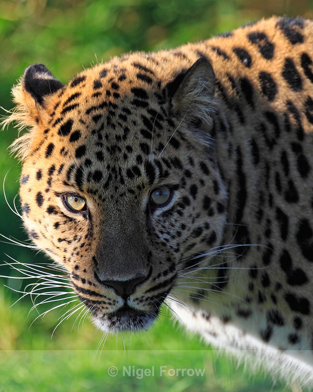 Amur Leopard close-up - Leopard