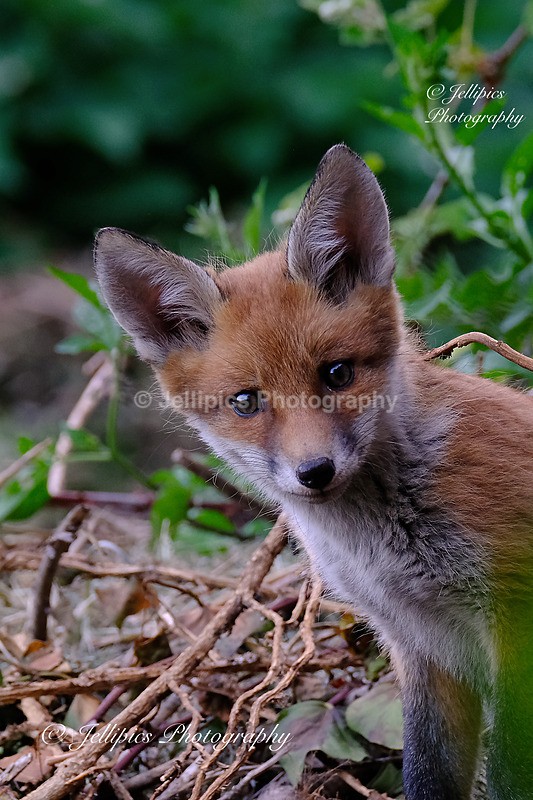  - Wildlife and Nature