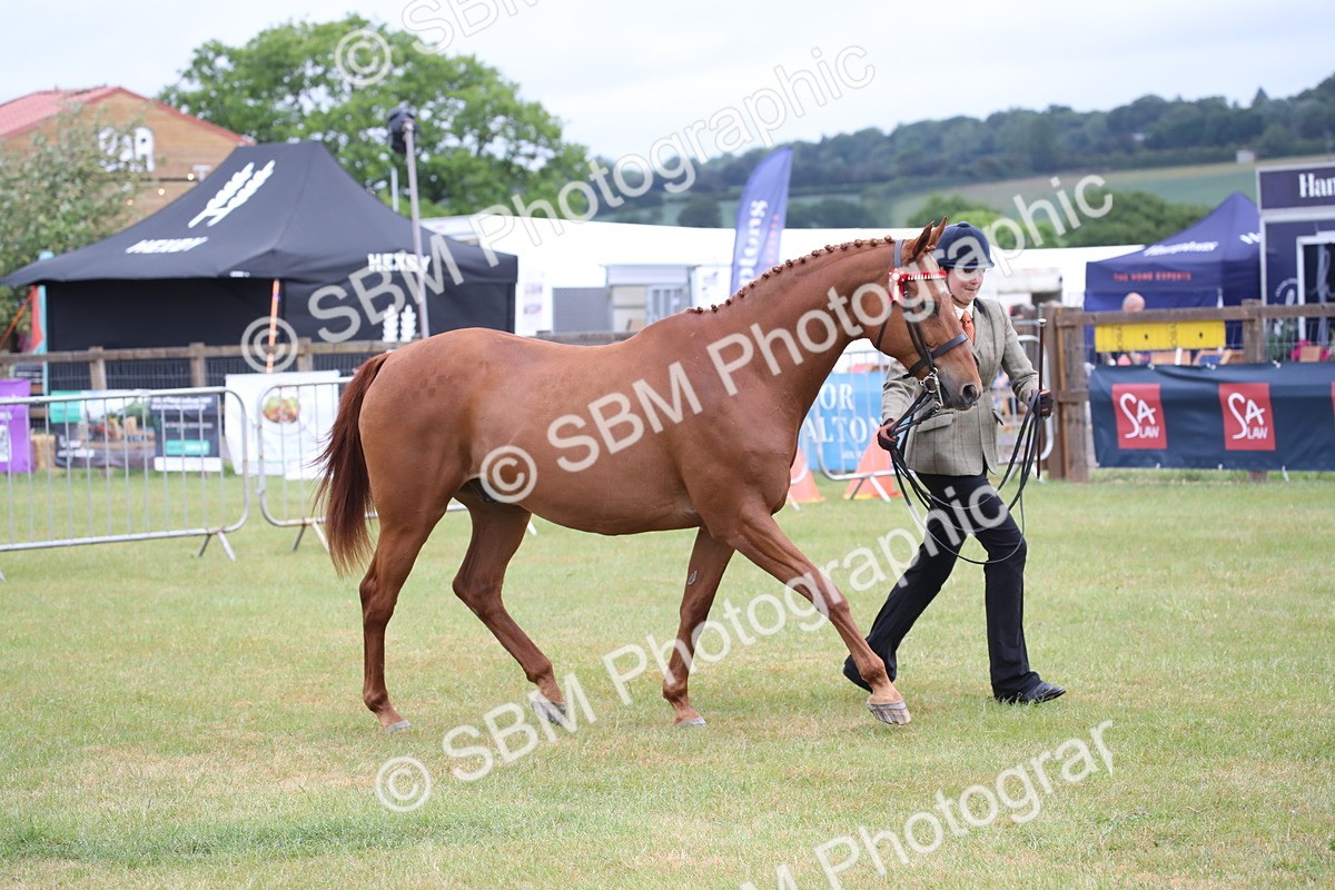 SBM_00174 - Class 17-20 - Arab & Part Bred - Anglo Arab In Hand