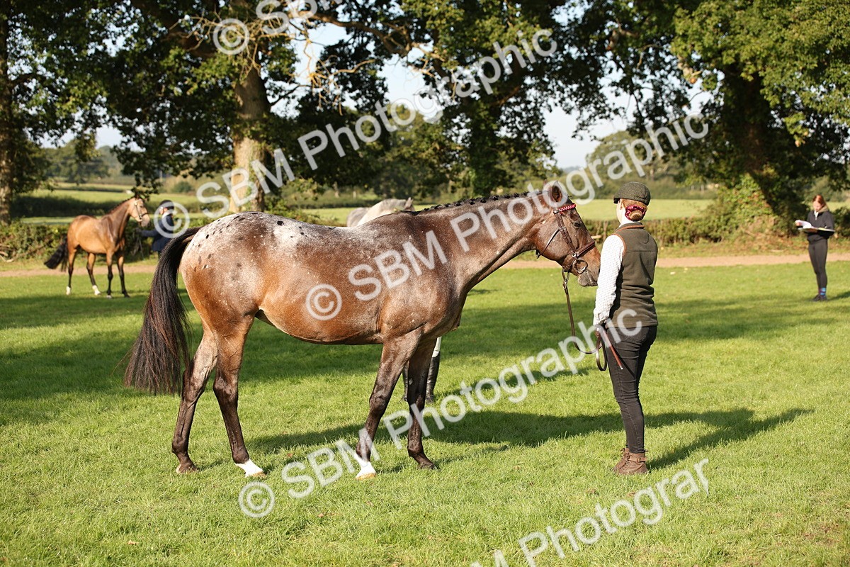 SBM_59380 - S52 - Other Coloured Horse In Hand