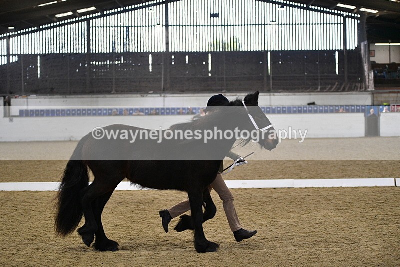 WJ5_4247 - Class 6 In hand M&M - Large Breeds