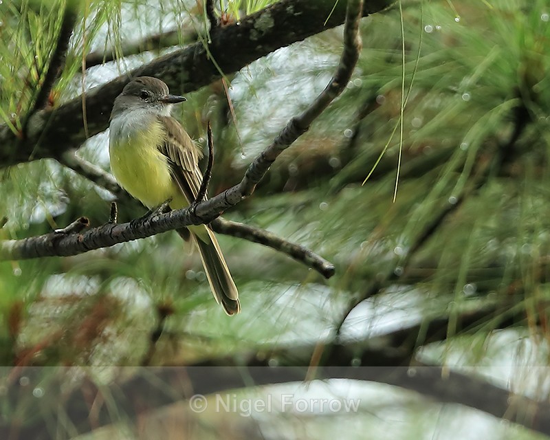 Panama Flycatcher, Gamboa, Panama - Panama Flycatcher