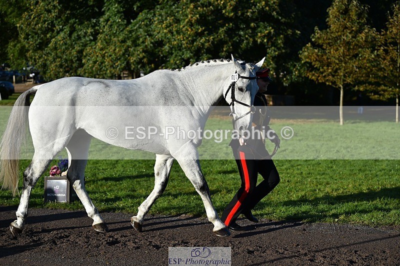 231022-093144-21855 - 688-MCALLISTER-Capt.Amy.Cooper-TrotUp+SJ