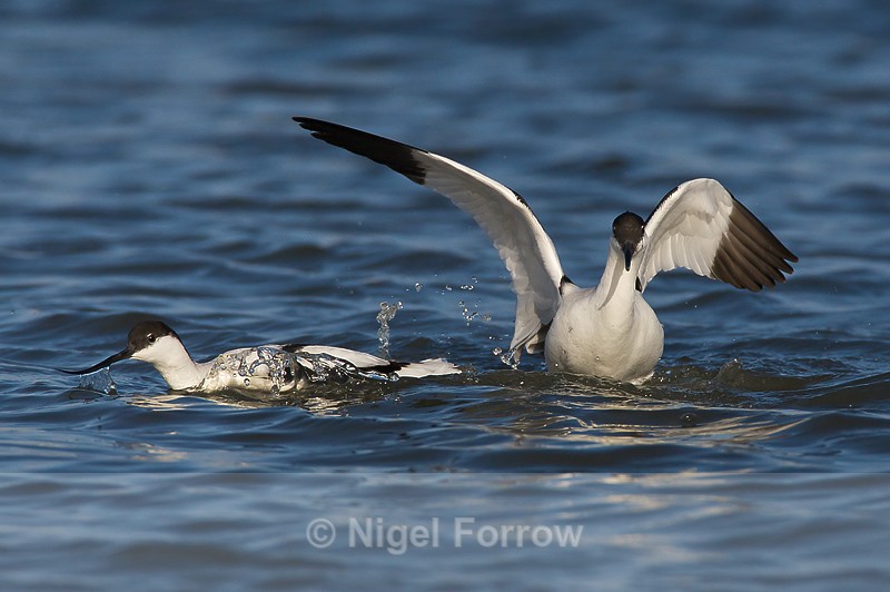Avocets squabbling in the lagoon at Brownsea Island - Avocet