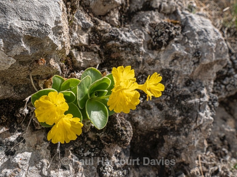 Bear's Ear Primrose (Primula auricula) - Flower Portraits
