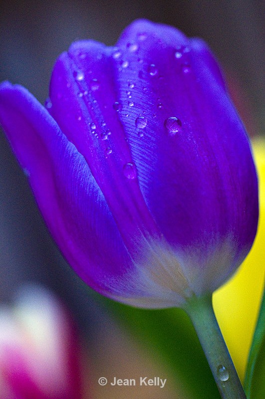 Flower - 6281 - Purple