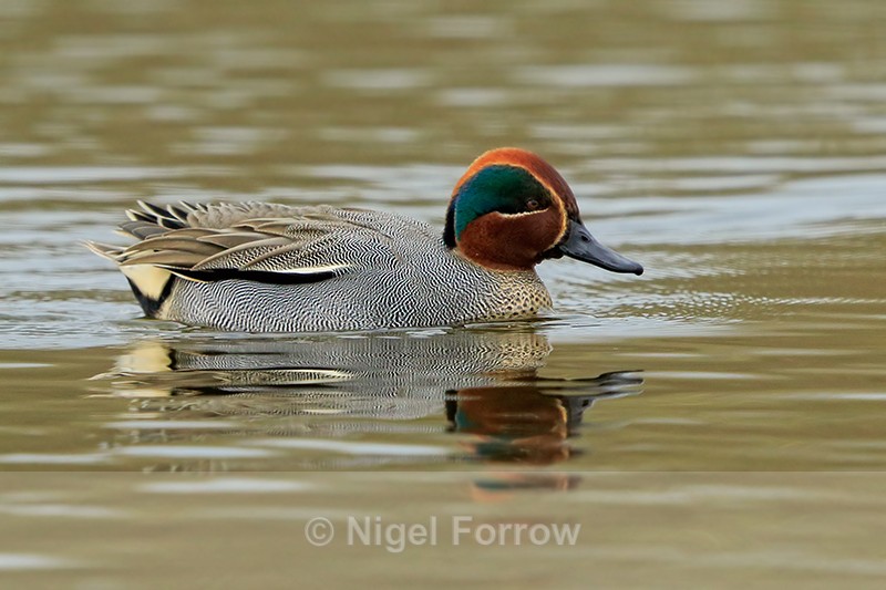 Teal (male), Stratfield Brake, Oxfordshire - Teal