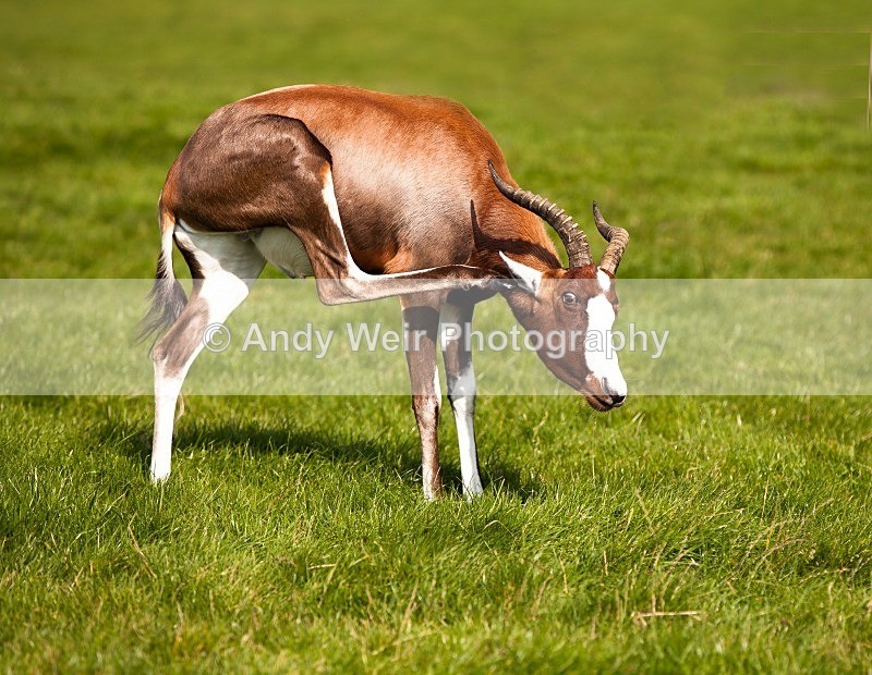 20120903-_MG_9678-1440 - Captive Animals