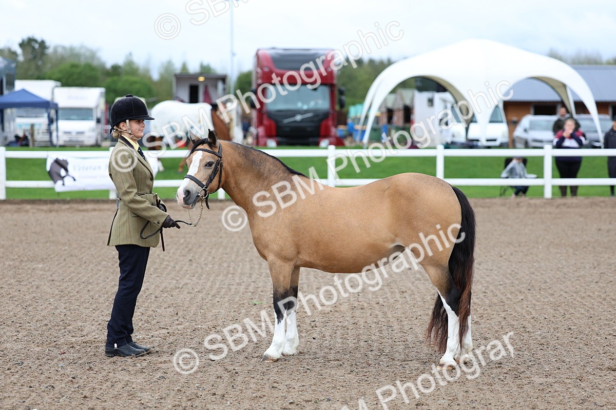 SBM_00241 - Class 13 - Young Handler