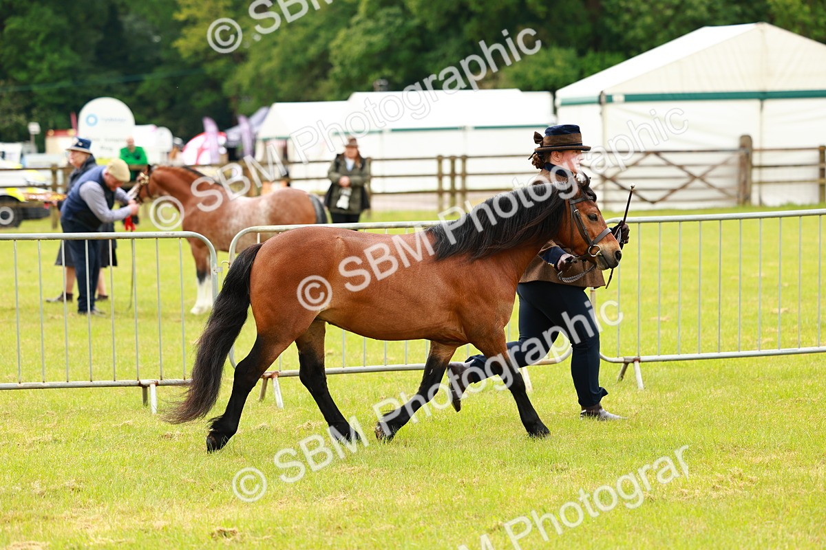 SBM_00265 - Class 58-67 - M&M Non Welsh Pony In hand