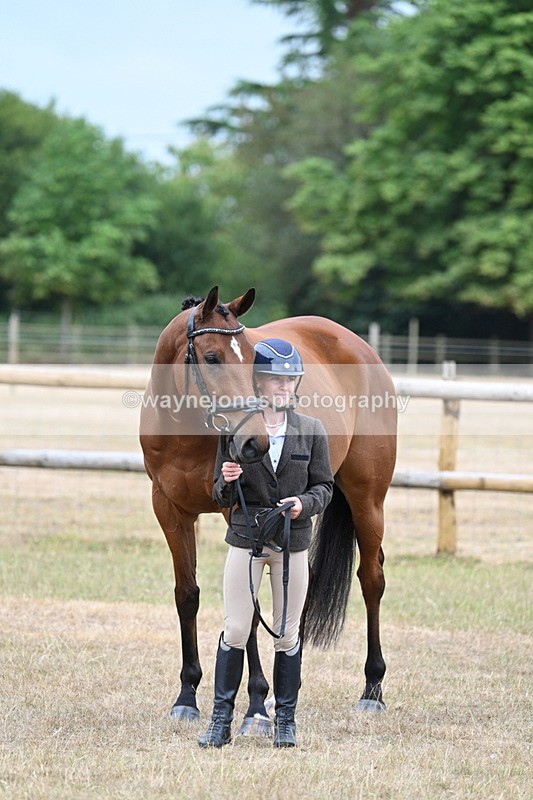 WJ7_9902 - Class 5a Most Handsome Gelding (above 14.2hh)