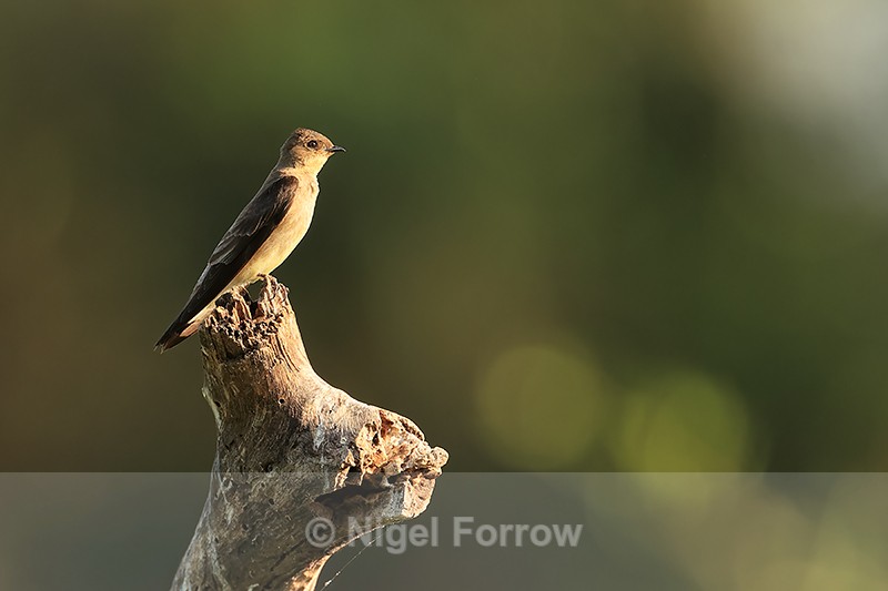 Southern Rough-winged Swallow, Corixo Negro, Mato Grosso, Brazil - Southern Rough-winged Swallow