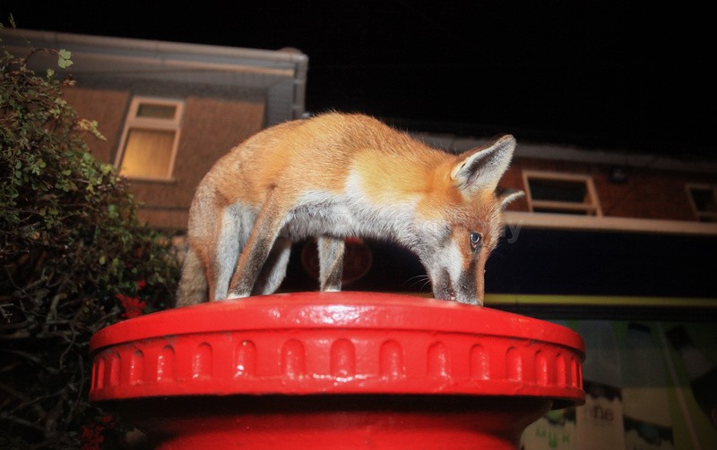 Urban fox on top of a Bristol post box. - Urban Foxes, Bristol, Great Britain