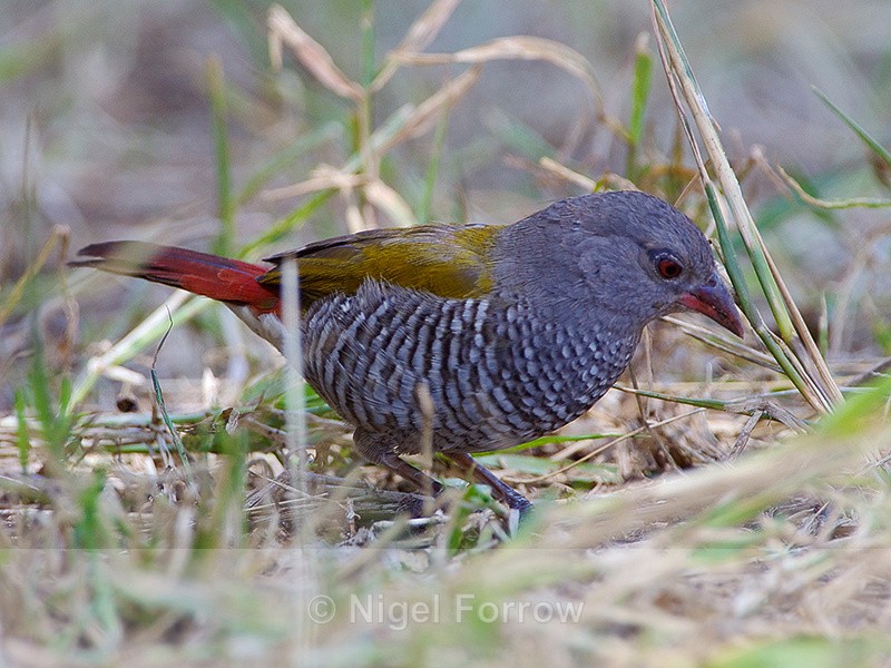 Green-winged Pytilia (female) feeding on the ground - Green-winged Pytilia
