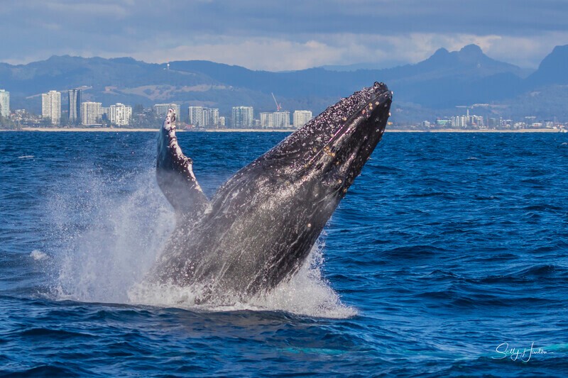 0A3A2747 - 2024 Whale Photos