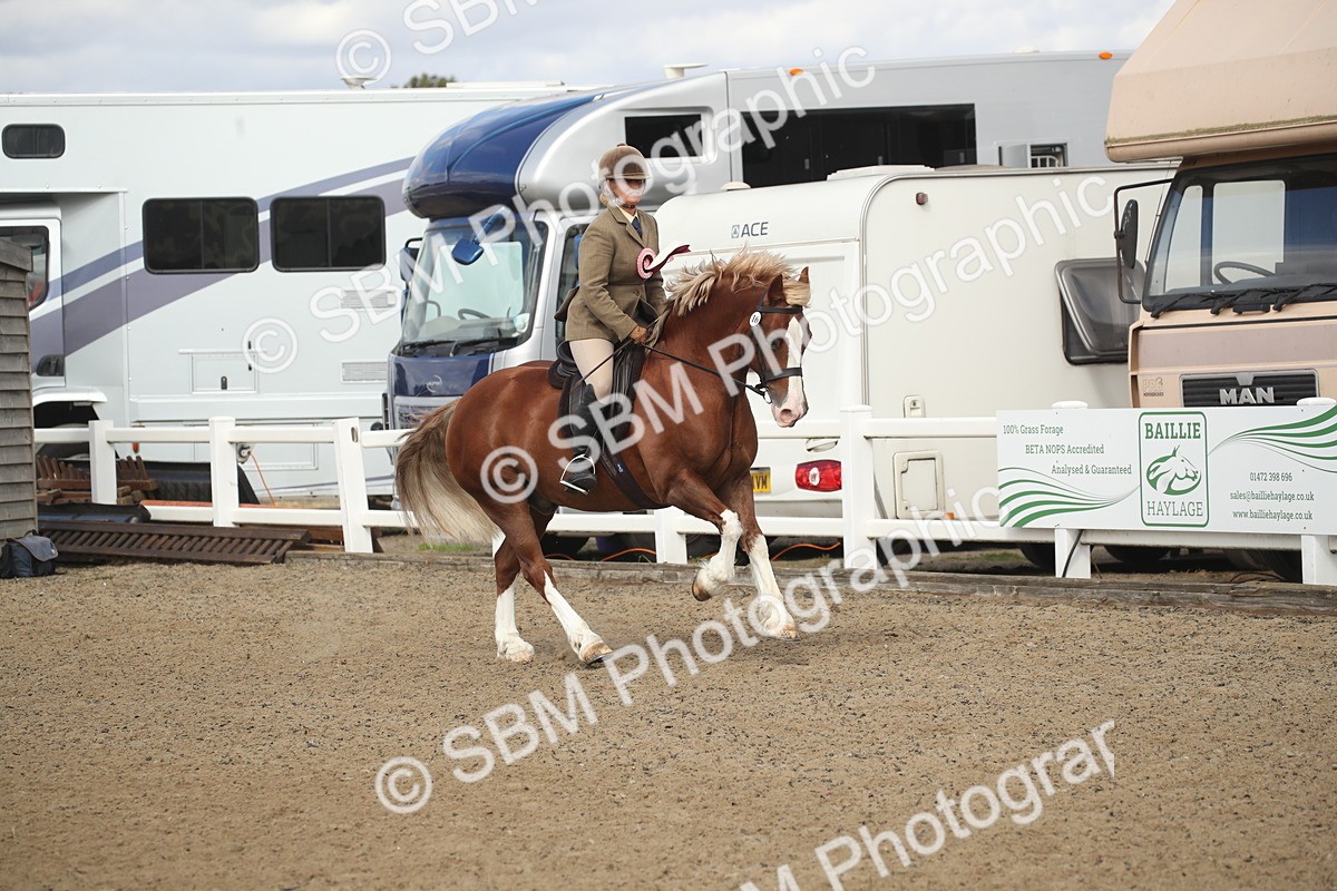 SBM_14617 - Class 505a - M&M Working Veteran - 50cm (15-19)