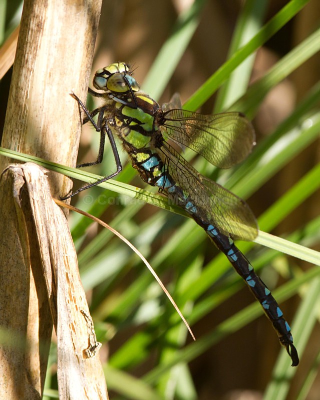 Aeshna cyanea - Dragons