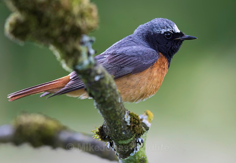 Common Redstart Male - REDSTARTS 2025