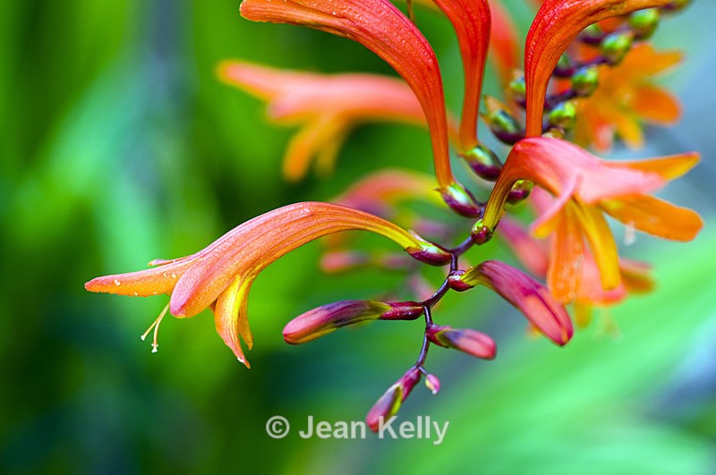 Flower - 1294 - Orange