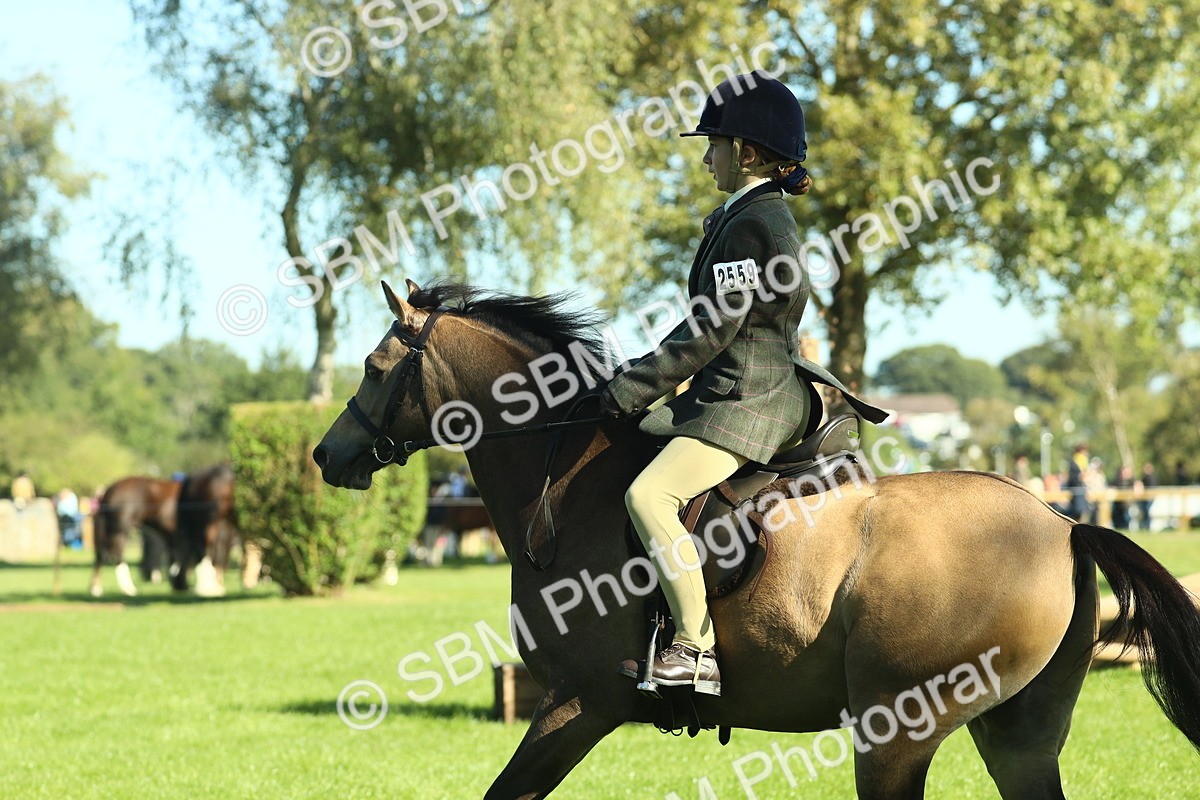 SBM_36511 - S29 - Novice & Newcomers Working Hunter Pony