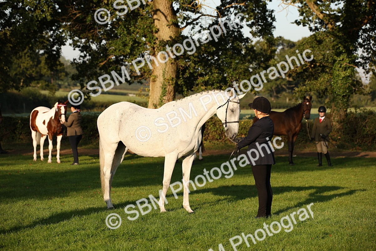 SBM_56906 - S49 - Riding Horse & Hack & Thoroughbred In Hand