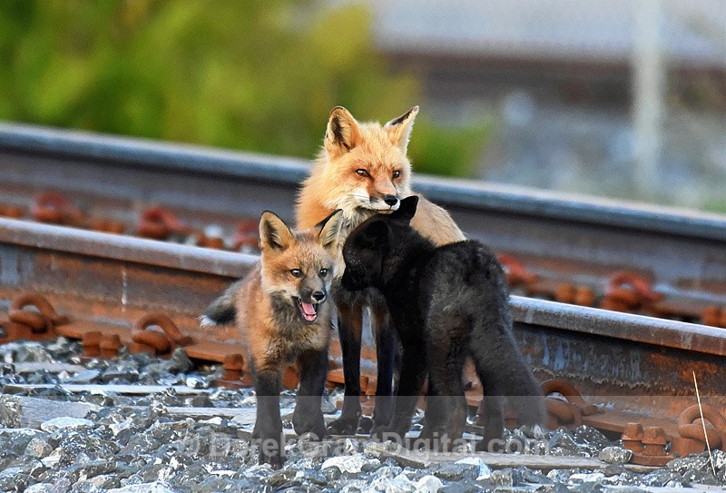 Red  Fox Vixen Vulpes vulpes with Kits - Urban Wildlife