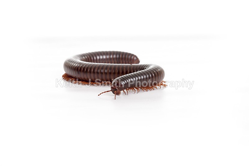 2SKJ8899 - Roaming Reptile Show. II