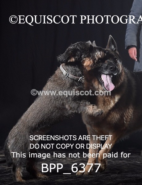 BPP_6377 - CARLA DOGS