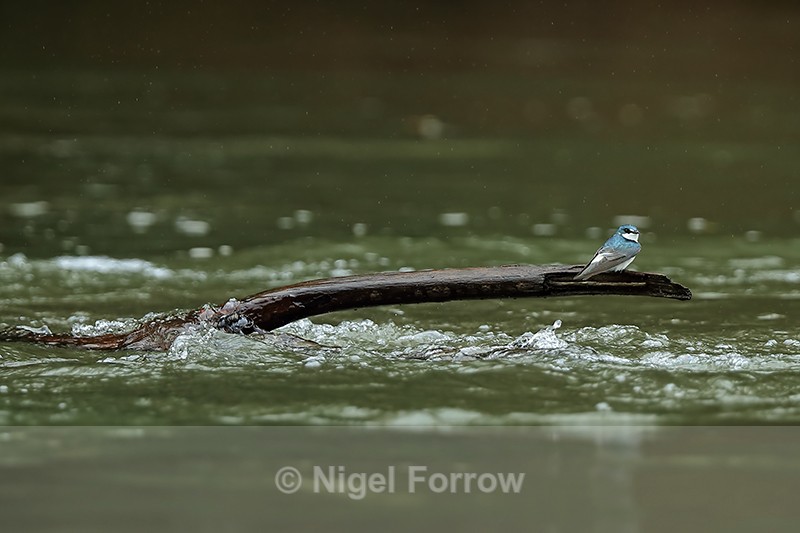 Mangrove Swallow perched in middle of Sarapiqui River, Costa Rica - Mangrove Swallow