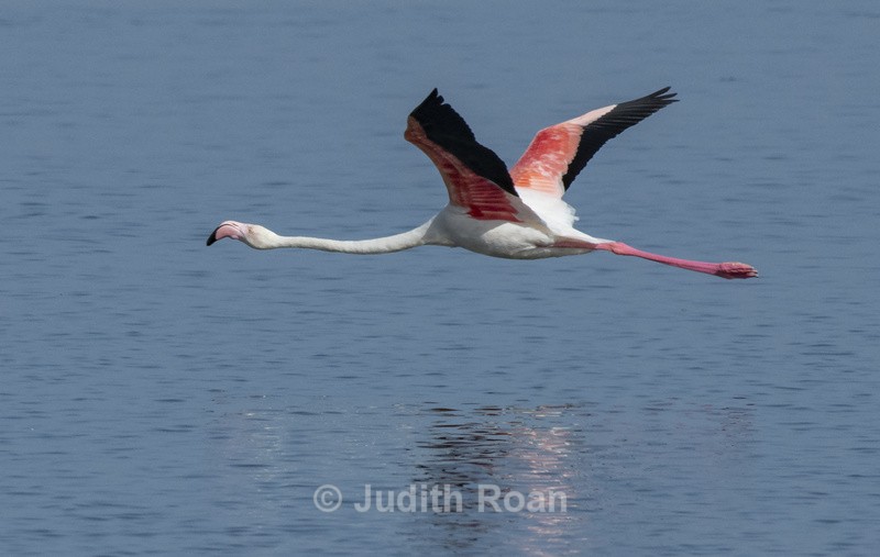 Greater Flamingo in flight - Namibia 2022
