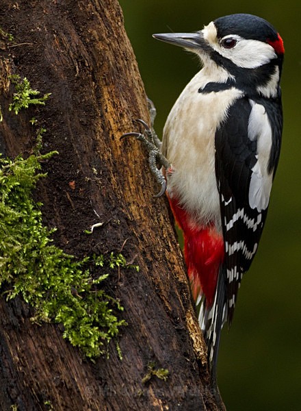 GS WOODPECKER (Chap) REF WOOD 3 - 'WOODPECKERS'(Greater spotted woodpecker)