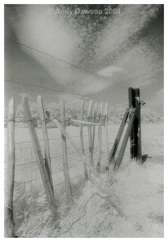 Richmond Park Fence - Black & White Pictures