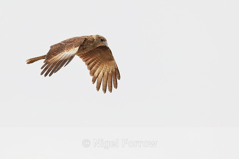Chimango Caracara flying wings down, Chile - Chimango Caracara