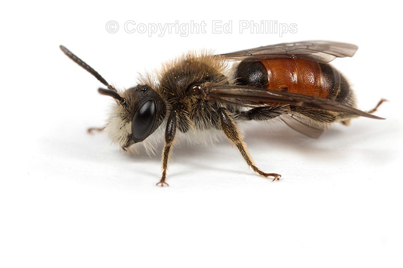 Andrena labiata (m)