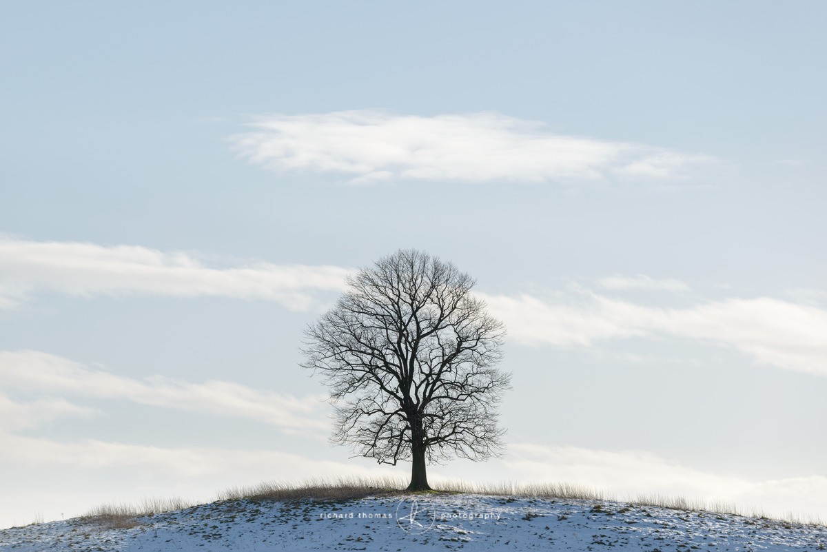 The Low tree - WINTER