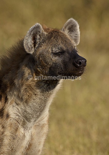 Spotted Hyena - Botswana