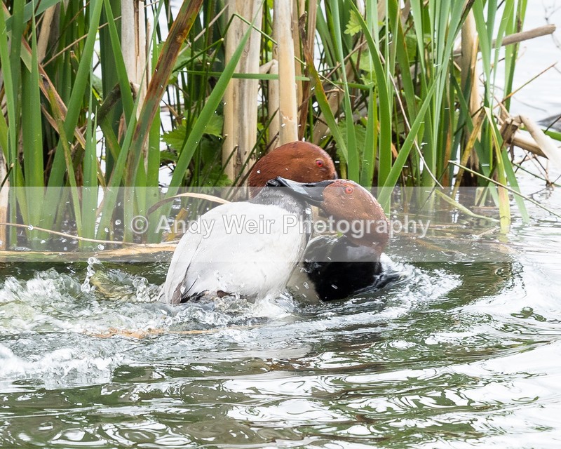 20160525-8E0A5715 - Pochard