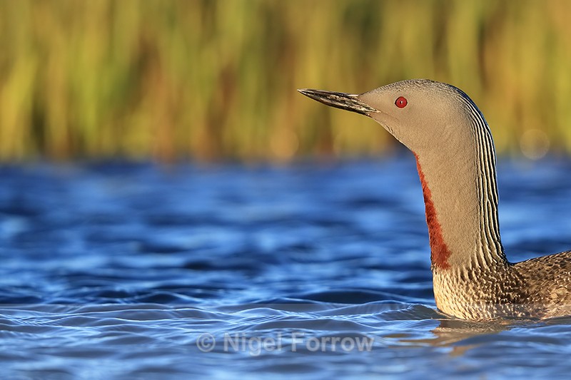 Red-throated Diver head side view, Floi, Iceland - Red-throated Diver