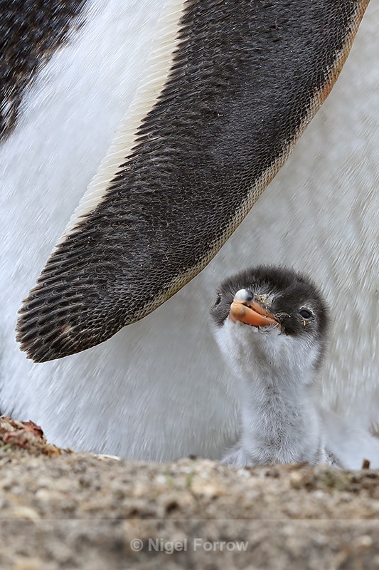 Gentoo Penguin chick by adult wing, Sea Lion Island, Falklands - Gentoo Penguin