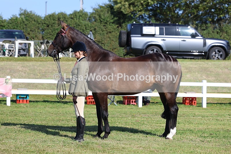3E7A5695 - Class 2: Rising Star Large Hack/Riding Horse